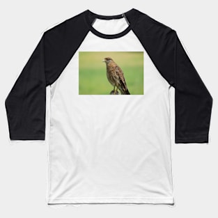 11515 hawk Baseball T-Shirt